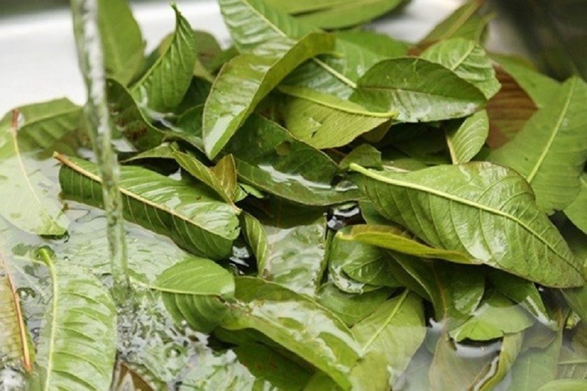 Chữa viêm chân răng bằng lá ổi