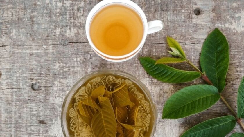 Nước lá ổi trị sâu răng rất hiệu quả Nước lá ổi trị sâu răng rất hiệu quả