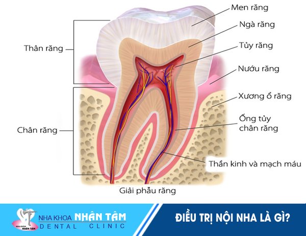 Tủy răng là thành phần rất quan trọng giúp nuôi dưỡng chiếc răng