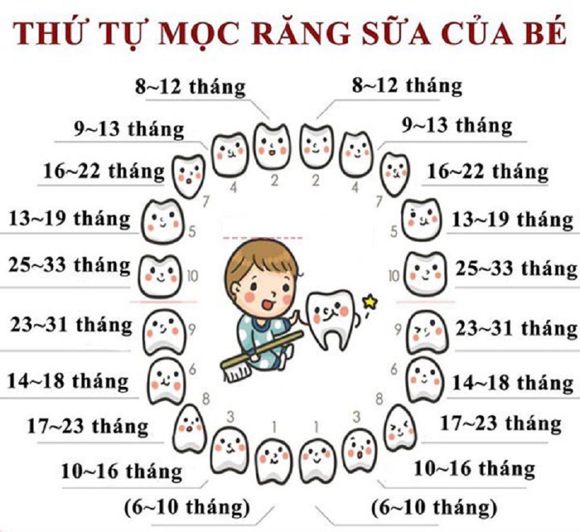 Sơ Đồ Mọc Răng Của Bé
