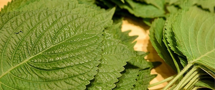 Bắt sâu răng bằng lá tía tô