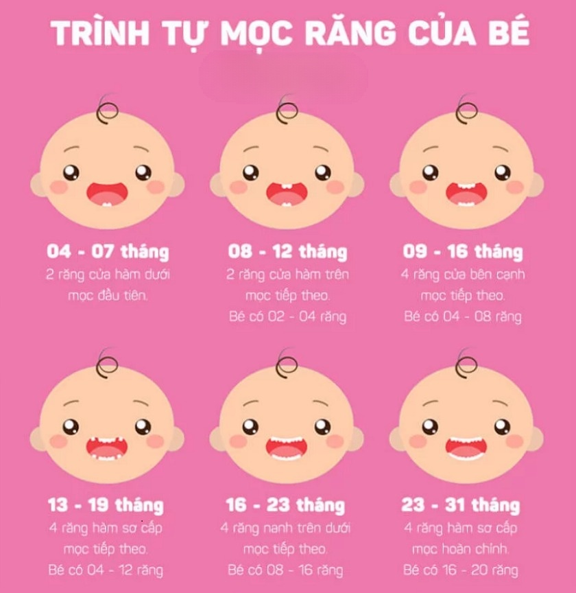 Quy trình mọc răng của bé thế nào?