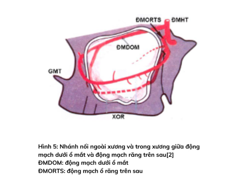 Nhánh nối ngoài xương và trong xương giữa động mạch dưới ổ mắt và động mạch răng trên sau