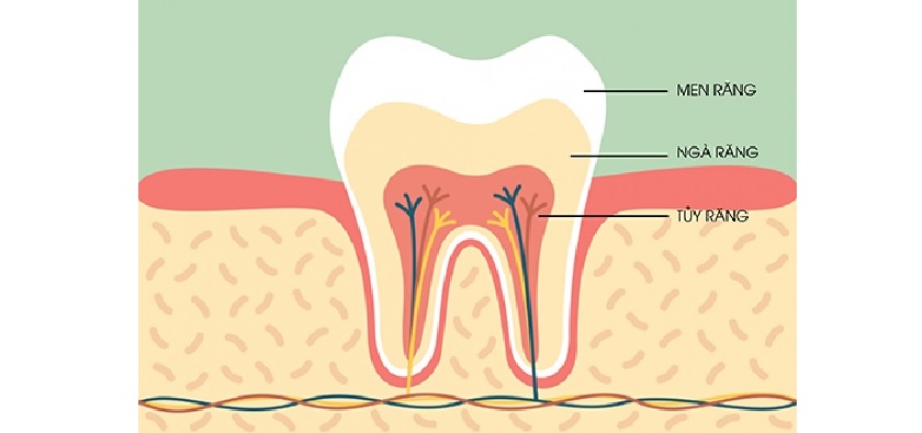 Cấu tạo cơ bản của răng