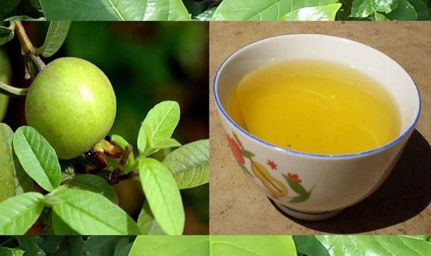 Lá ổi là nguyên liệu tự nhiên giúp giảm đau nhức răng hiệu quả