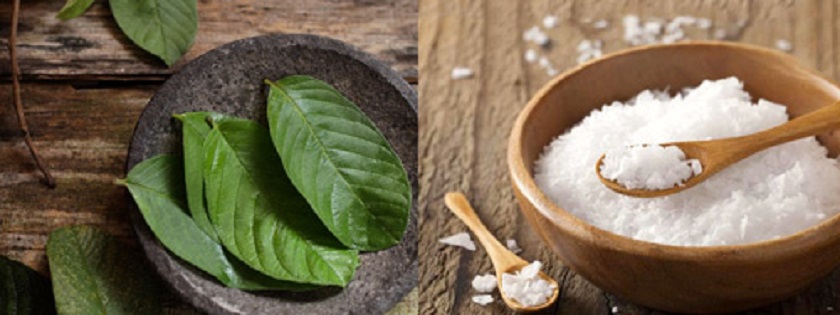 Lá ổi và muối là bài thuốc trị sâu răng đem lại hiệu quả tuyệt vời