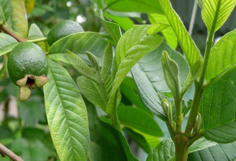 Dùng lá ổi cải thiện sâu răng