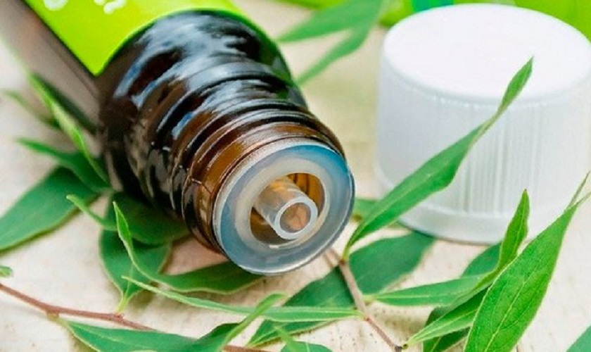 Giảm sưng nướu hiệu quả với dầu cây chè