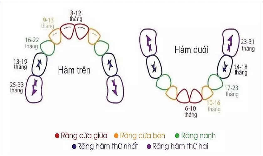 Sơ đồ giai đoạn mọc răng của trẻ