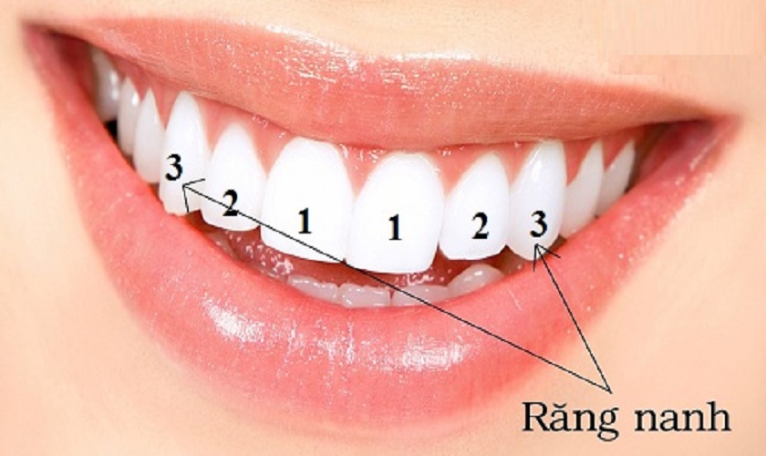 Vị trí của răng nanh trên cung hàm