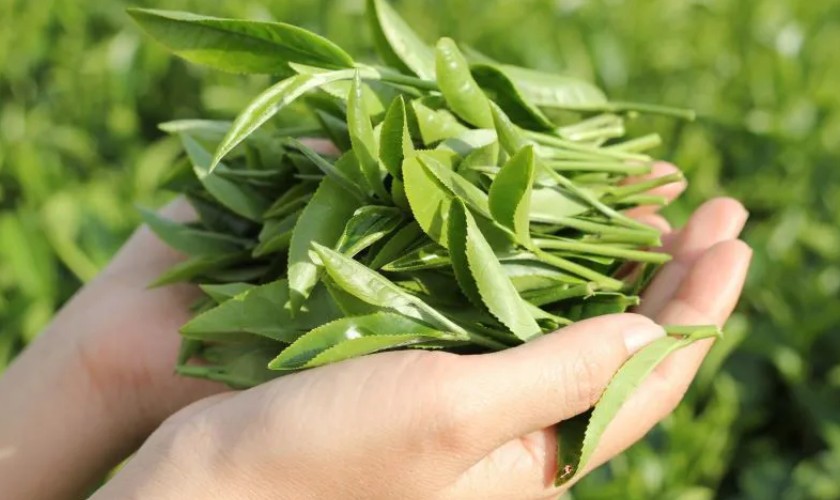 Trà xanh là cách trị hôi miệng tận gốc tại nhà đơn giản