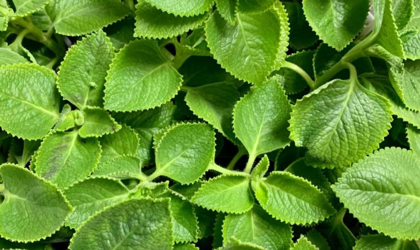 Lá húng chanh là nguyên liệu được sử dụng phổ biến trong Đông Y để trị hôi miệng