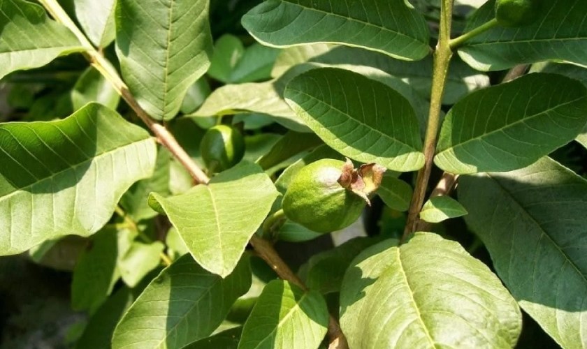 Lá ổi non là cách trị ê buốt răng dân gian hiệu quả