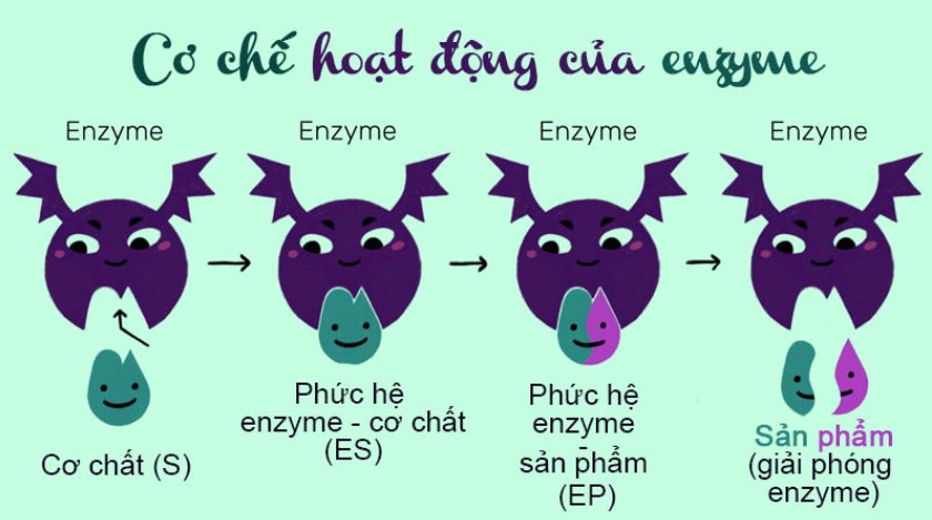 Cơ chế hoạt động của Enzyme