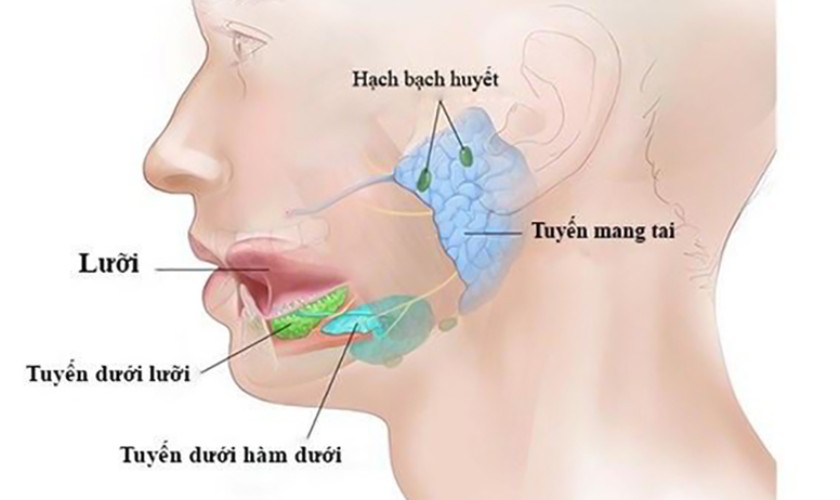 Có 3 tuyến nước bọt chính