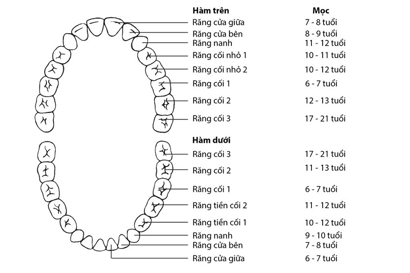 Số thứ tự răng hàm dưới và cách đọc tên răng