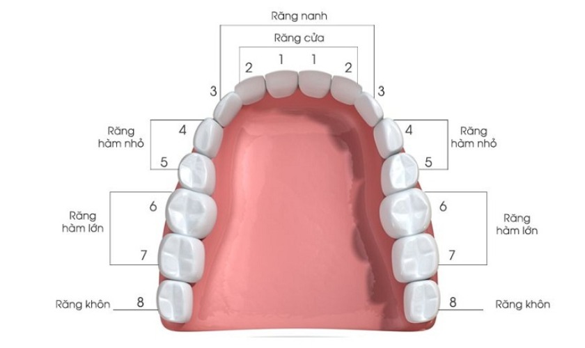 Răng số 4 giữ nhiều vai trò trên cung hàm