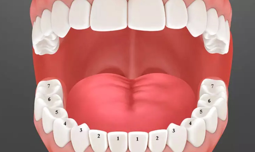 Nhận biết vị trí các răng trên cung hàm