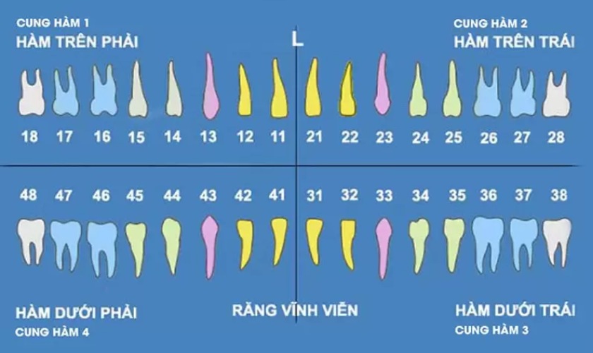 Sơ đồ răng vĩnh viễn