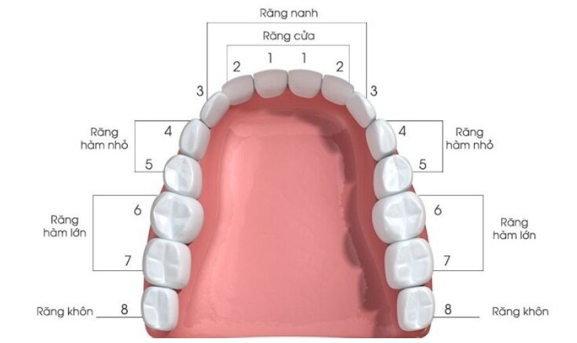 4. Quá trình mọc răng hàm dưới