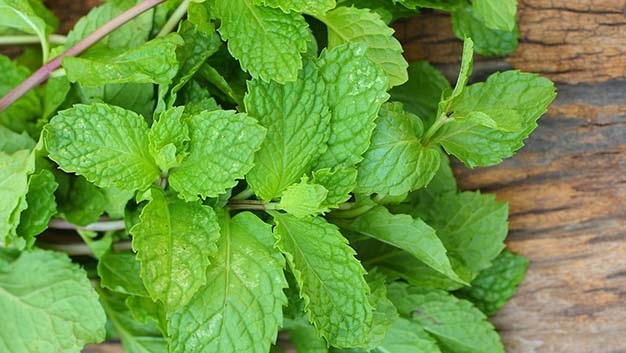 Đánh bay mùi hôi miệng bằng lá bạc hà