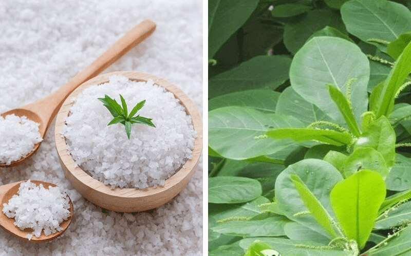 Lá bàng có công dụng cải thiện sâu răng hiệu quả