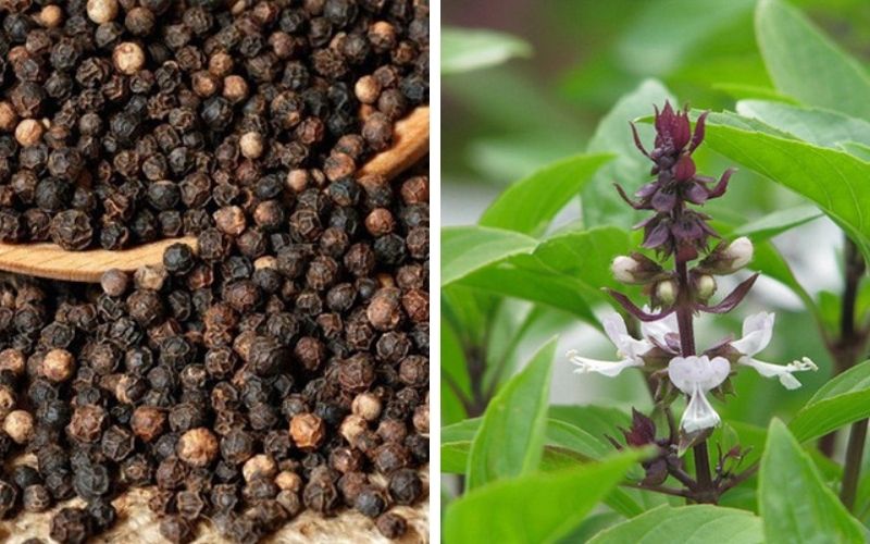 Cải thiện sâu răng với húng quế và tiêu đen