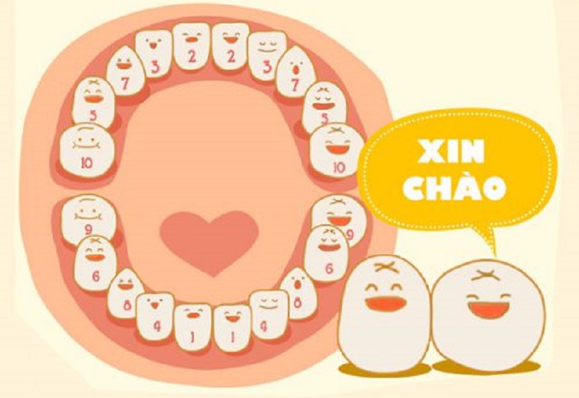 Răng số 6 thường mọc ở độ tuổi từ 6 đến 7