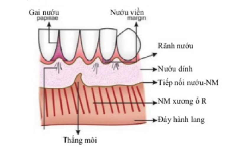 Nướu là gì? Có cấu tạo ra sao và đảm nhận chức năng nào?