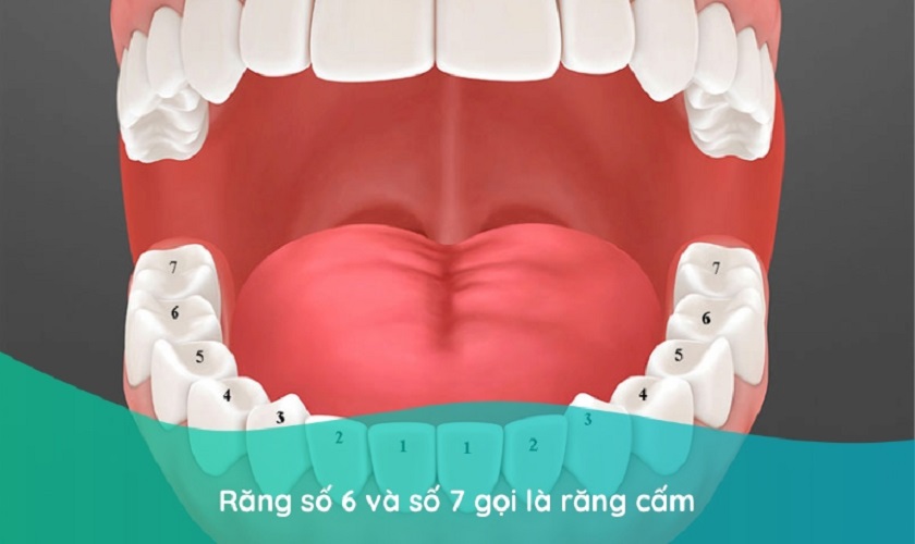 Răng cấm là răng gì?