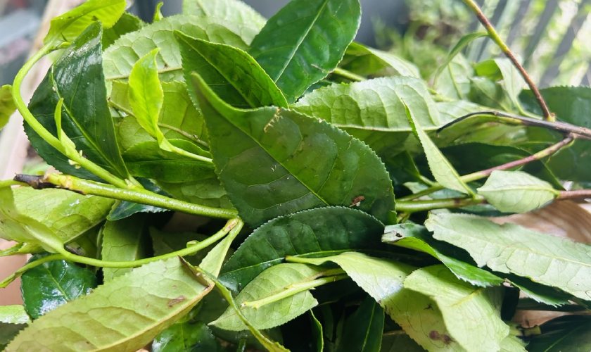 Trà xanh chứa nhiều chất kháng khuẩn, giúp giảm viêm nhiễm