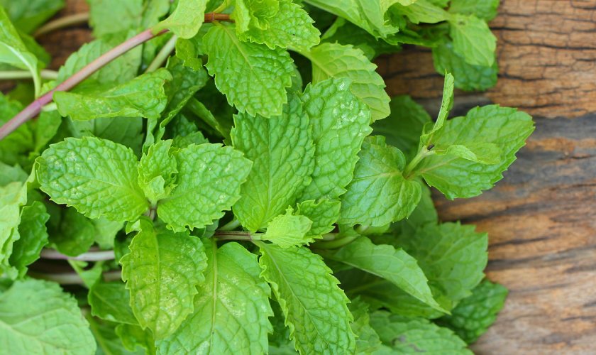 Bạc hà là nguyên liệu chữa sâu răng hiệu quả