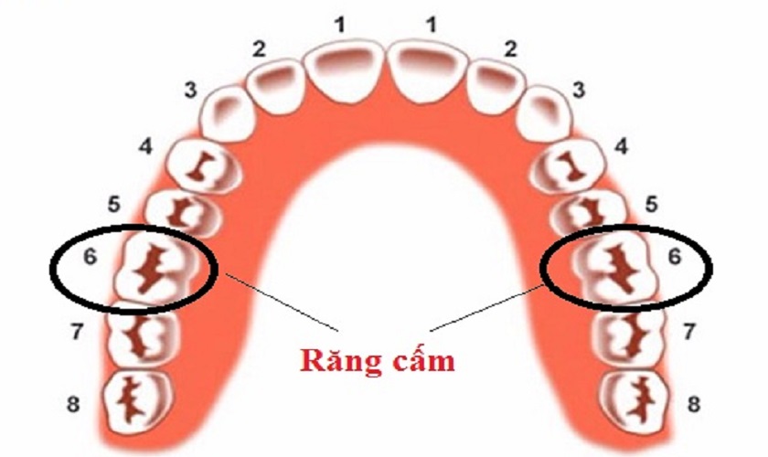 Răng số 6 đóng vai trò quan trọng trong hoạt động ăn nhai Răng số 6 đóng vai trò quan trọng trong hoạt động ăn nhai
