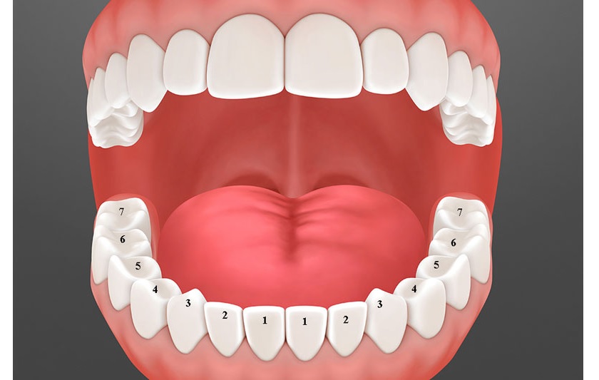 Răng hàm (răng số 7) là những chiếc răng phải hoạt động nhiều