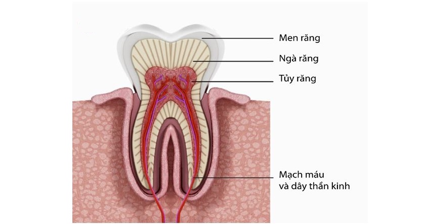 Tuỷ răng là nơi chứa các mạch máu và các dây thần kinh cảm giác