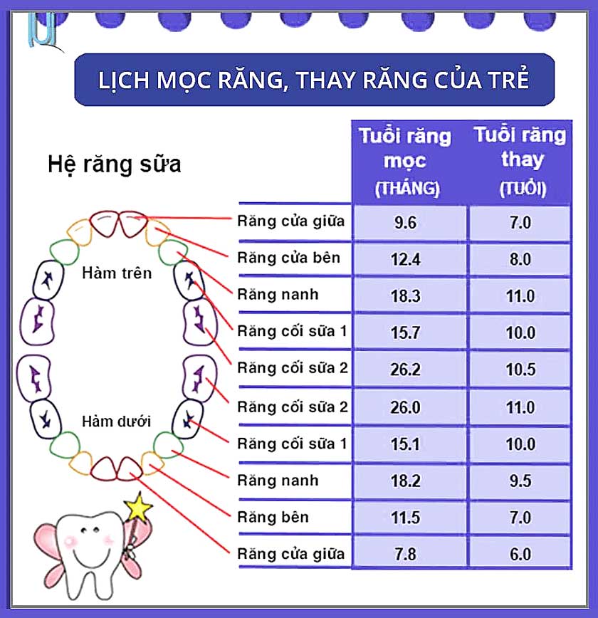 Lịch mọc và thay răng ở trẻ