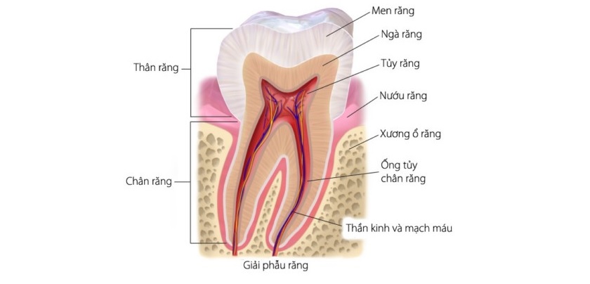 Tủy răng được bao bọc bởi lớp men răng và ngà răng
