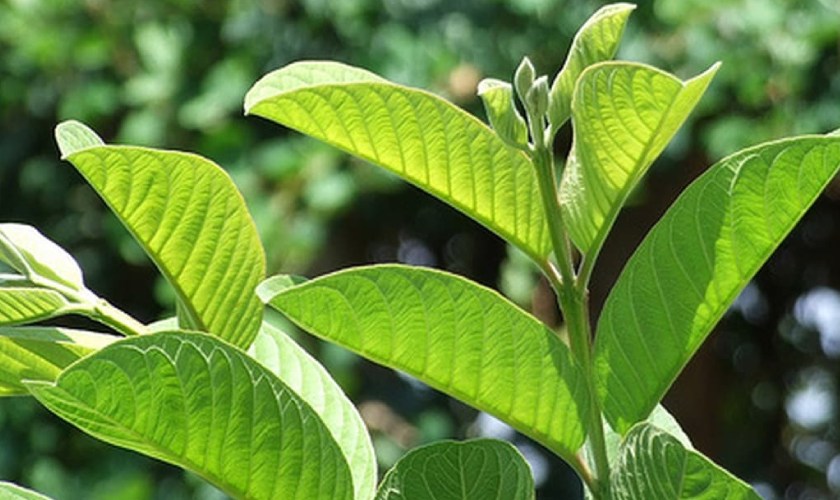 Lá ổi là cách hết sâu răng hiệu quả Lá ổi là cách hết sâu răng hiệu quả