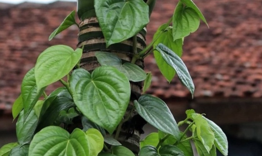 Cách hết sâu răng với lá trầu không vô cùng đơn giản Cách hết sâu răng với lá trầu không vô cùng đơn giản