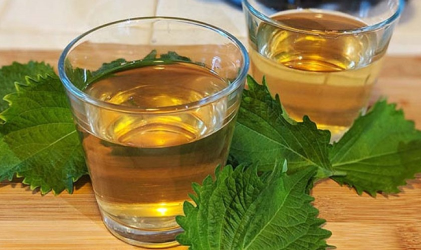 Dùng nước lá tía tô súc miệng để loại bỏ vi khuẩn sâu răng