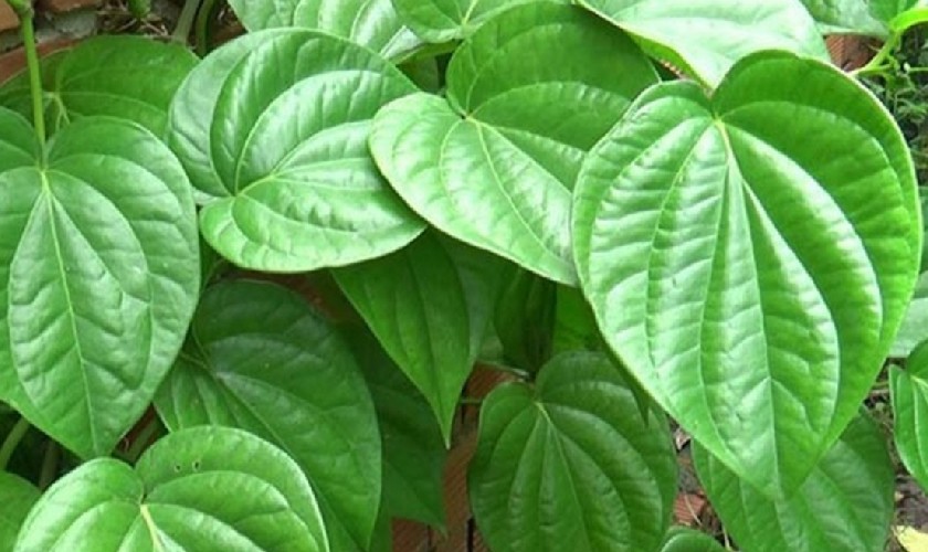 Lá trầu không giúp ngăn ngừa sâu răng tiến triển