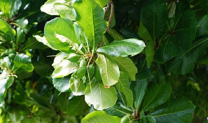 Lá bàng non giúp trị sâu răng hiệu quả