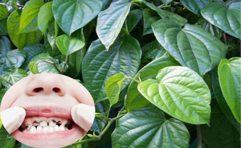 Chữa sâu răng bằng lá trầu không