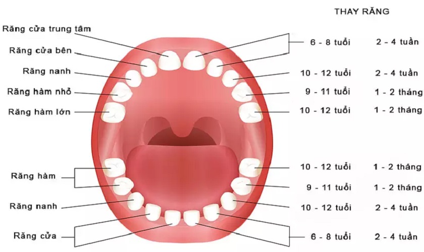 4. Chăm sóc và bảo vệ răng hàm vĩnh viễn