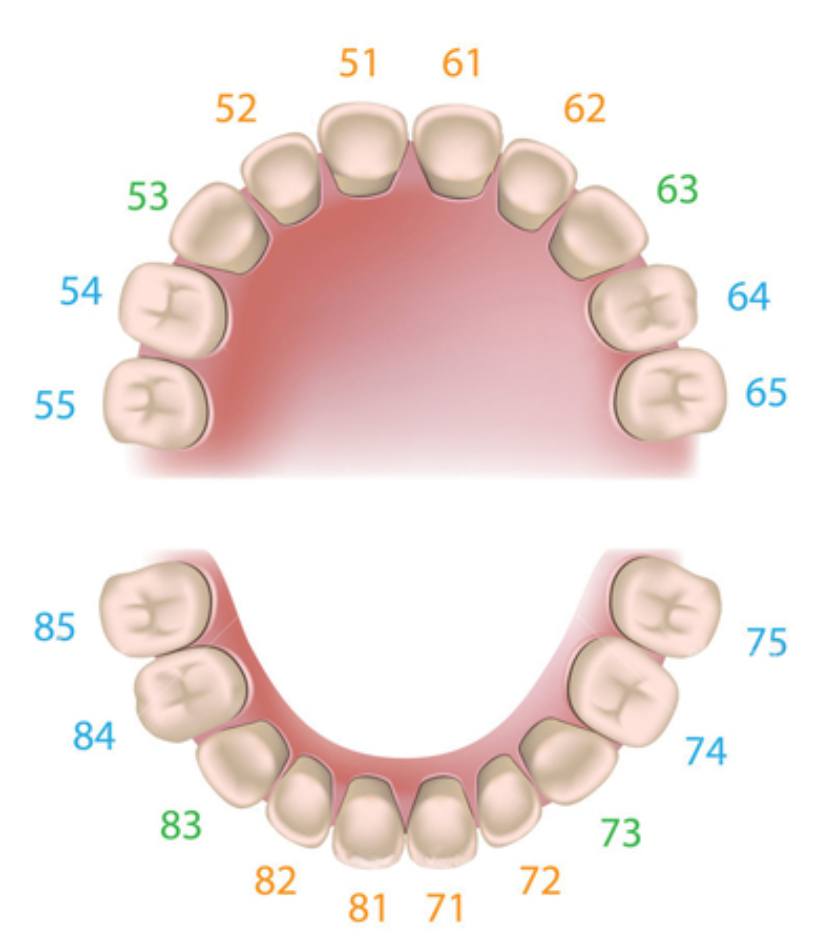 Sơ đồ răng sữa