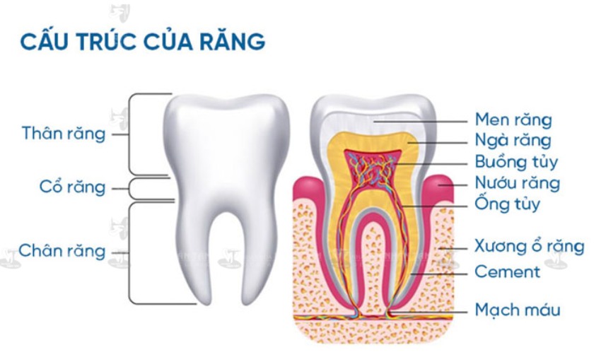 Cấu trúc giải phẫu của răng