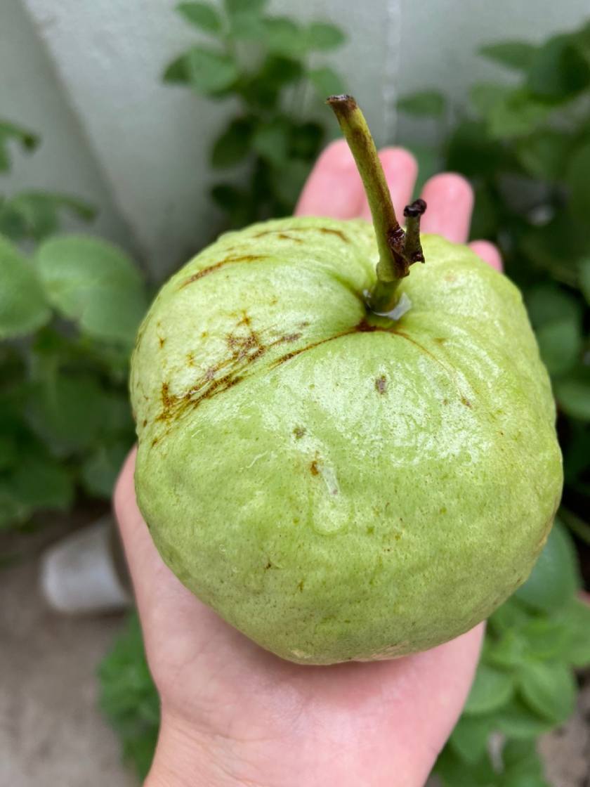 Ổi là thực phẩm chứa nhiều vitamin C