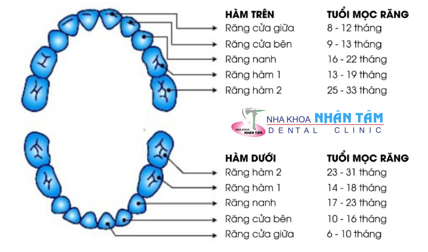 Thời điểm mọc răng sữa ở trẻ