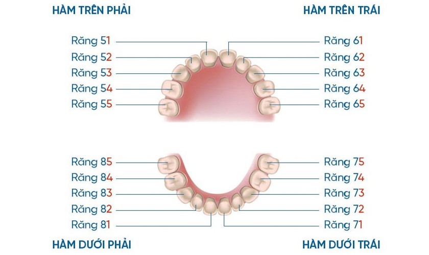 Hàm răng sữa của trẻ Hàm răng sữa của trẻ