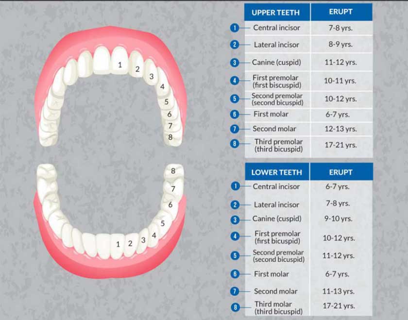 Thời gian mọc răng vĩnh viễn